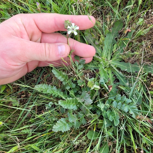 Wedge leaf horkelia (Horkelia cuneata)