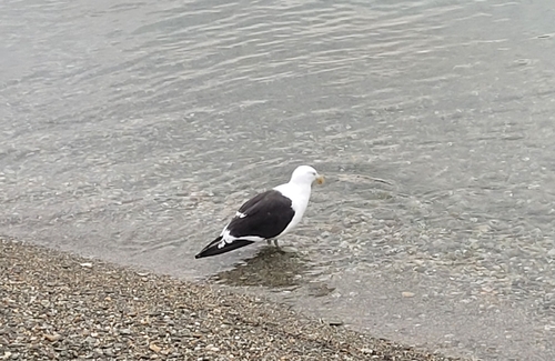 iNaturalist: (c) Tom Schneider, some rights reserved (CC BY-NC), uploaded by Tom Schneider iNaturalist image