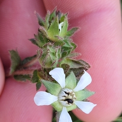 Konshau Duman, CC BY, iNaturalist via GBIF Potentilla lindleyi, photograph Konshau Duman, CC BY, iNaturalist via GBIF