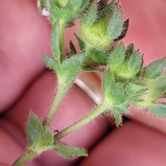 Konshau Duman, CC BY, iNaturalist via GBIF Potentilla lindleyi, photograph Konshau Duman, CC BY, iNaturalist via GBIF