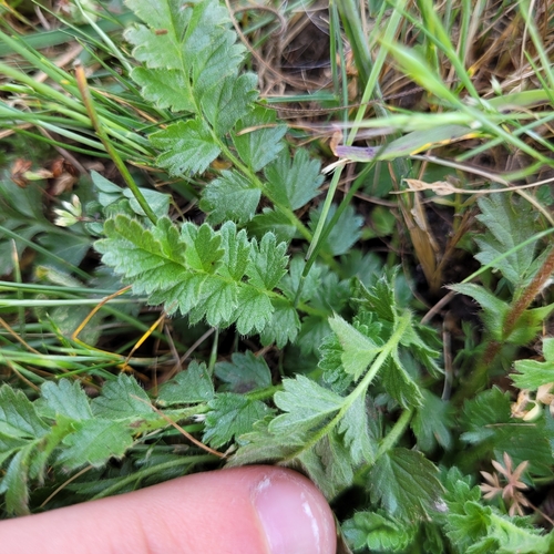 Potentilla lindleyi, photograph 3
