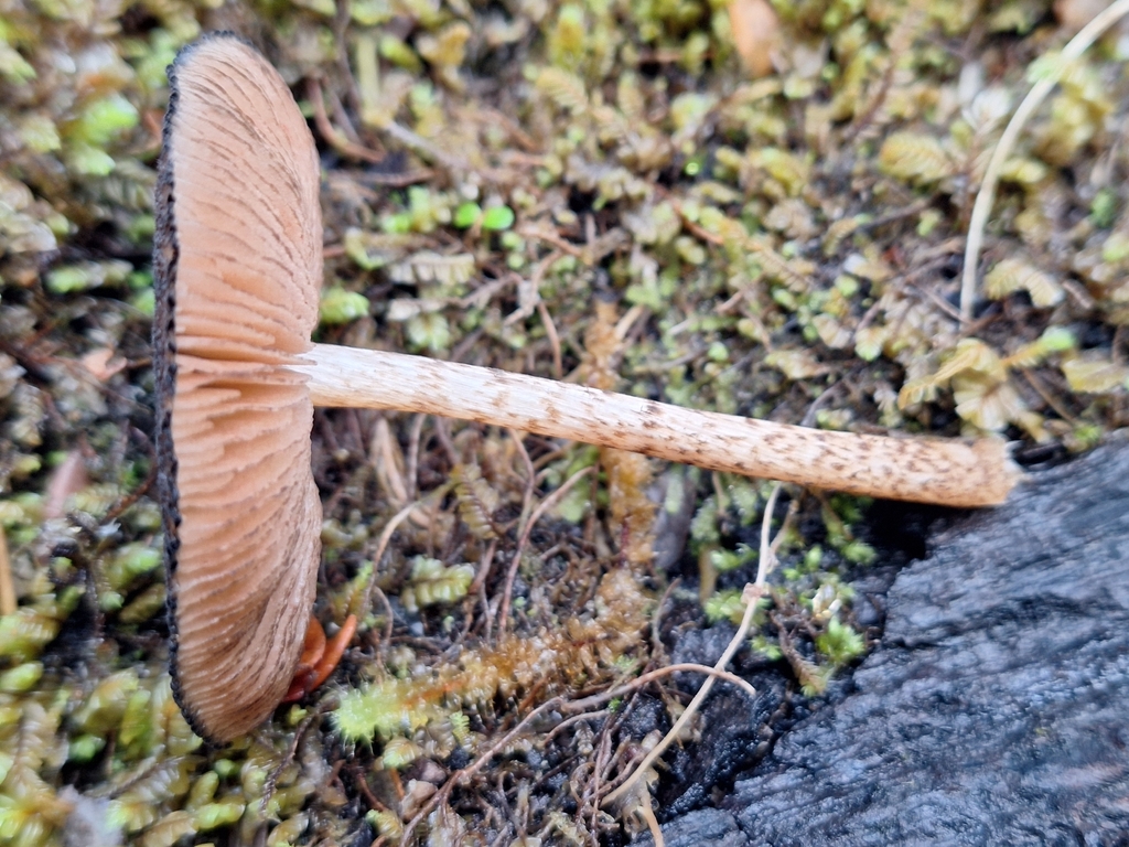 Pluteus perroseus · April 2026 · photo: © heidimeudt (iNaturalist, cc-by)