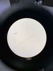 Caenorhabditis elegans