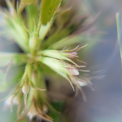 nodding clover (Trifolium cernuum)