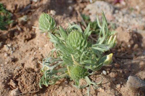 Beakwort (Ceratocephala falcata)