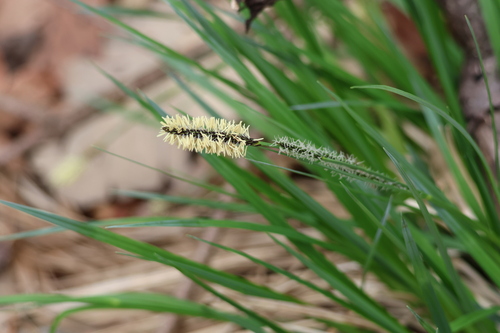 Carex lanceolata iNat (2)