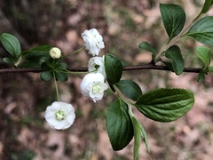 Spiraea prunifolia