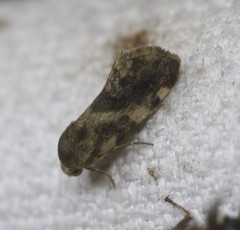 Acontia detrita