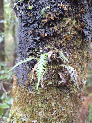 Comb fern (Notogrammitis heterophylla)