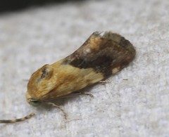 Acontia detrita