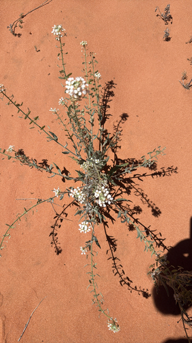 Touristplant (Dimorphocarpa wislizeni)