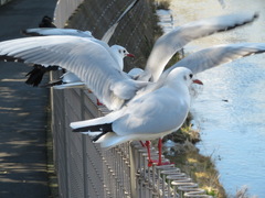 Chroicocephalus ridibundus