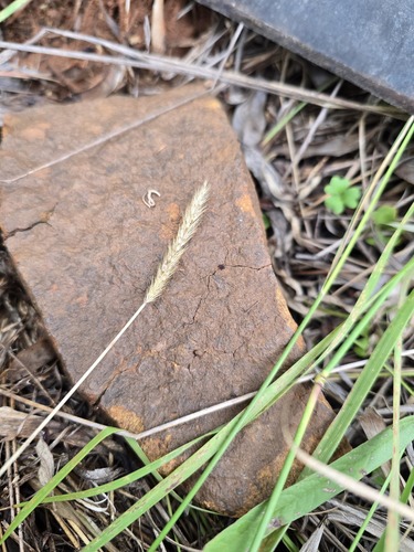 Setaria × decipiens iNat (1)