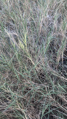 Saltgrass (Distichlis spicata)