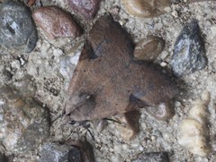 Avatha discolor