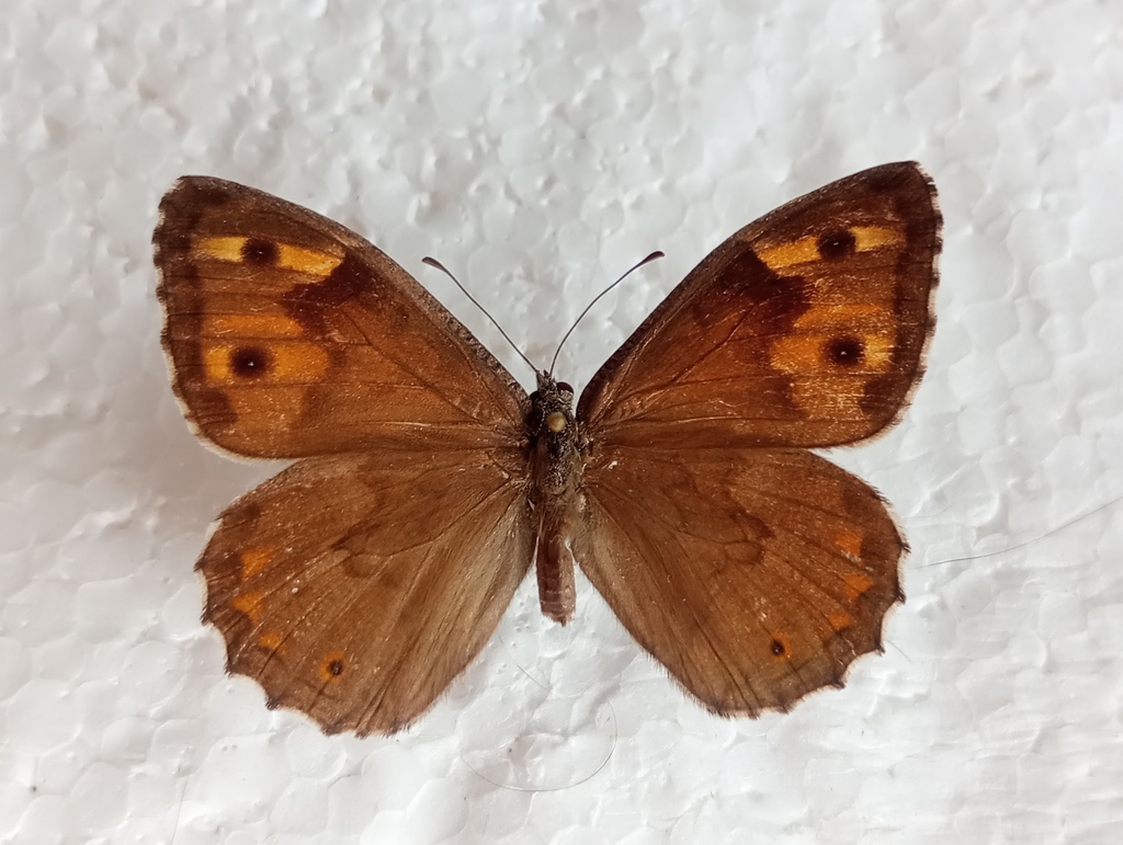 Samos Grayling