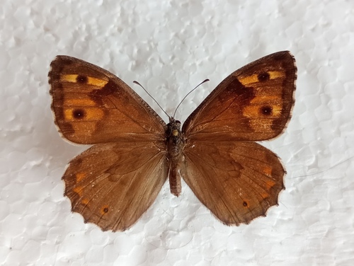Samos Grayling
