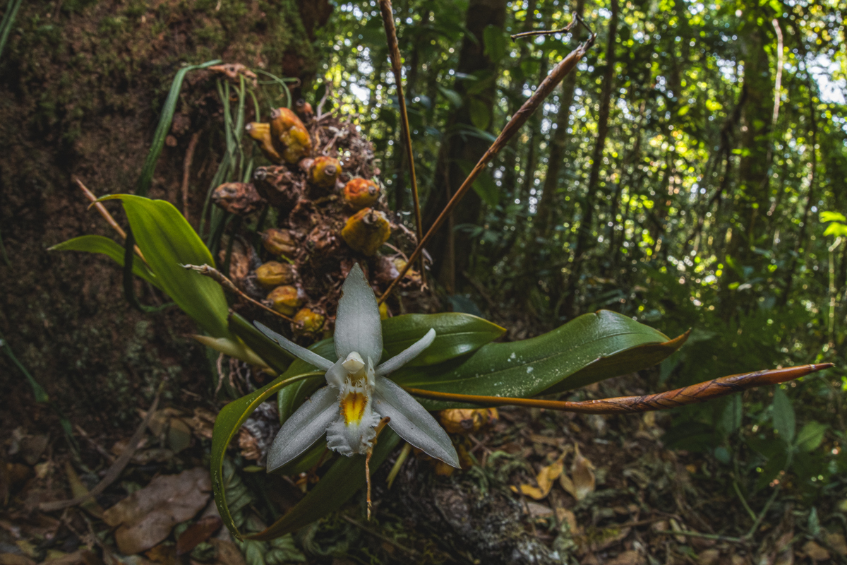 Coelogyne sanderae (Coelogyne sanderae)