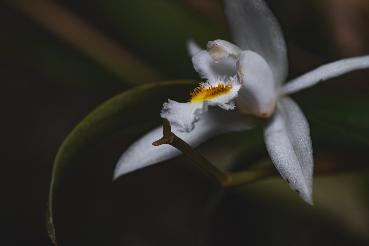 Coelogyne sanderae — ảnh 2