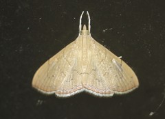 Hyalobathra crenulata