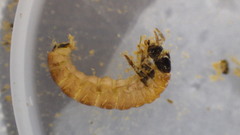 Glossosomatidae