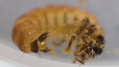 Glossosomatidae