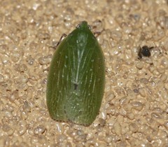 Anabunda murrayfletcheri