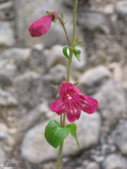Penstemon triflorus