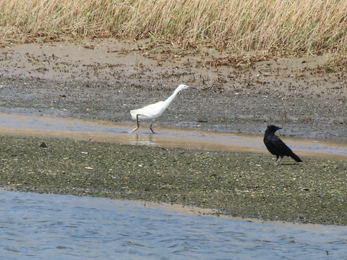 iNaturalist: (c) ponyomi, some rights reserved (CC BY-NC) iNaturalist image