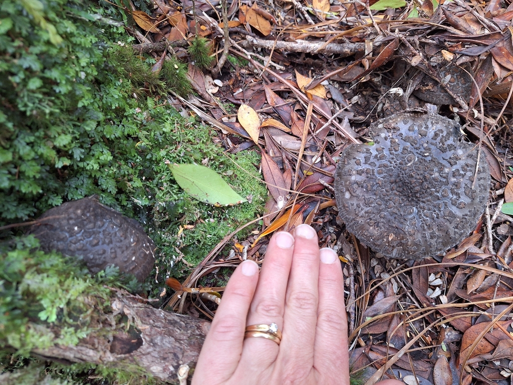 Amanita nothofagi · April 2026 · photo: © heidimeudt (iNaturalist, cc-by)