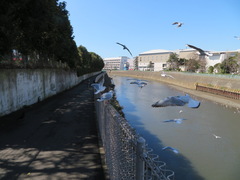 Chroicocephalus ridibundus