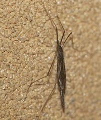 Conosia irrorata