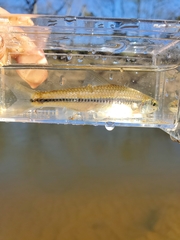 Notropis alborus