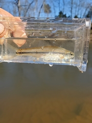 Notropis alborus