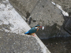 Alcedo atthis bengalensis