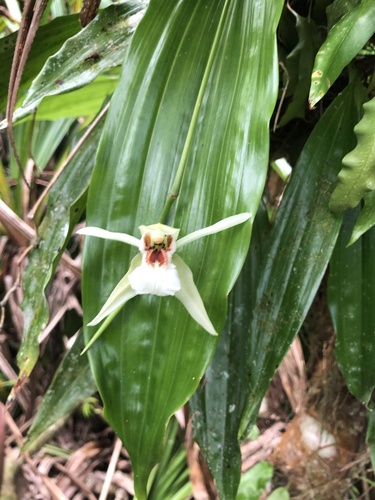 Coelogyne guamensis Ames 3