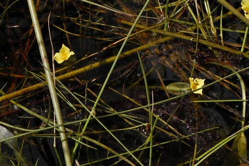 Water Lettuce (Ottelia ulvifolia)