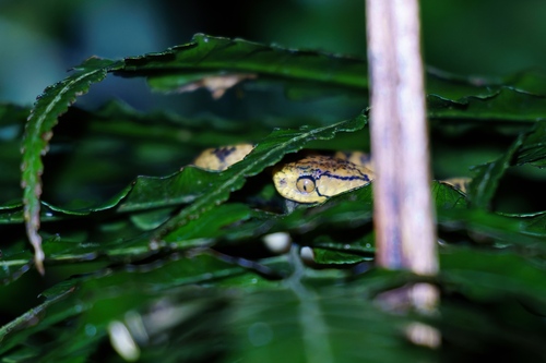 Atayal Slug-eating Snake