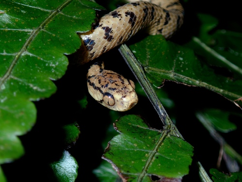 Atayal Slug-eating Snake