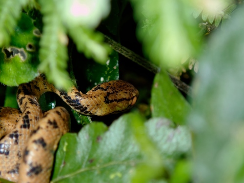 Atayal Slug-eating Snake