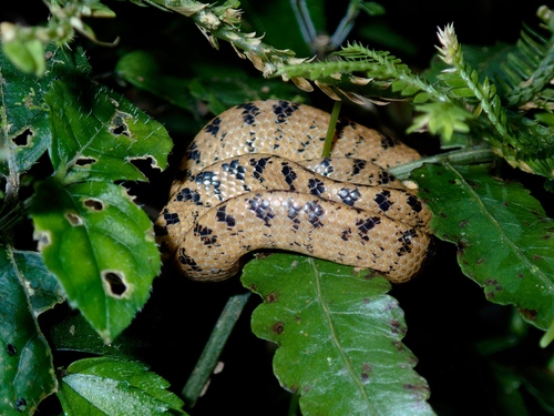 Atayal Slug-eating Snake