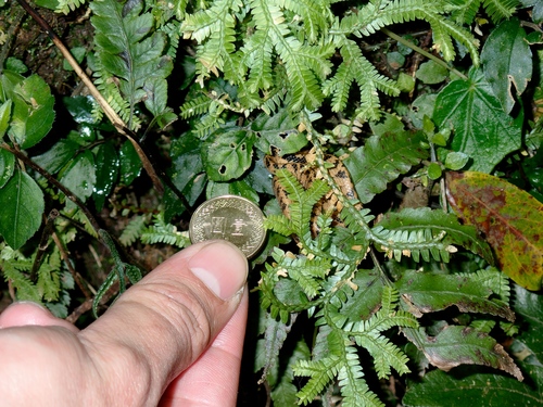 Atayal Slug-eating Snake