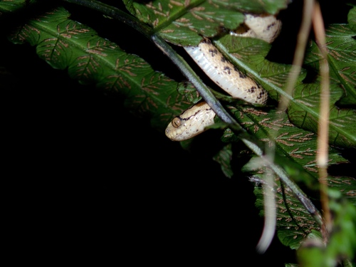 Atayal Slug-eating Snake