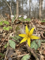Erythronium rostratum
