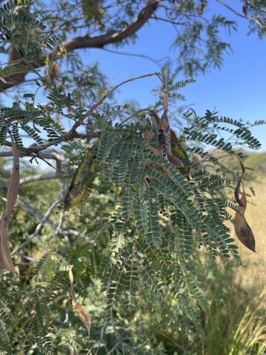 Weeping wattle