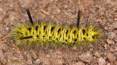 Lophocampa bicolor