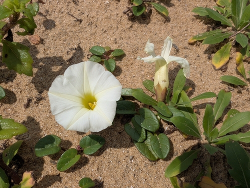 beach morning-glory (Ipomoea imperati)