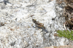 Gomphocerus sibiricus sibiricus