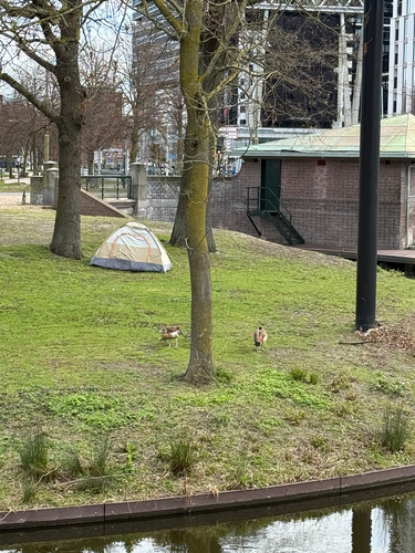 iNaturalist: (c) fulman, some rights reserved (CC BY-NC) iNaturalist image