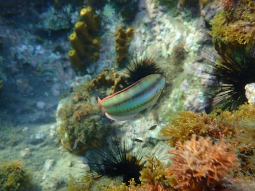 Halichoeres bivittatus
